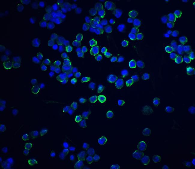 XBP1 Antibody in Immunocytochemistry (ICC/IF)