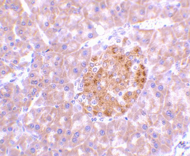 IL-23 p19 Antibody in Immunohistochemistry (Paraffin) (IHC (P))