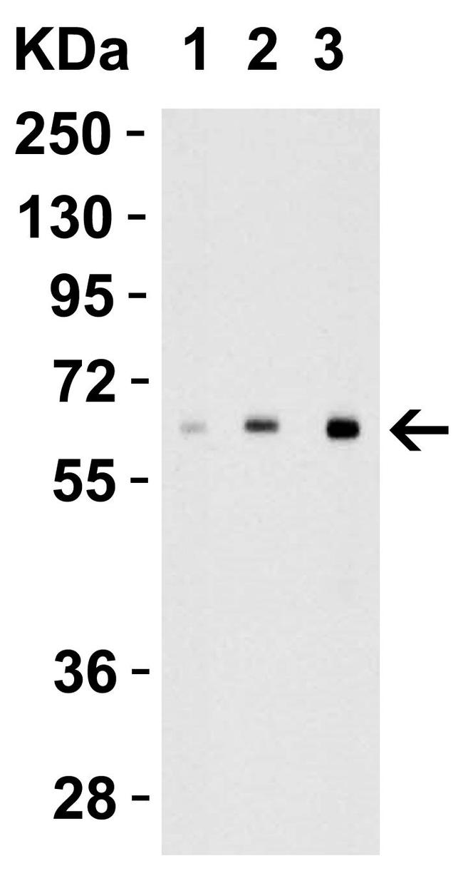 IL-27 p28 Antibody in Western Blot (WB)