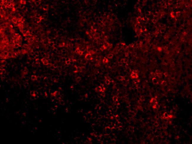 IRF7 Antibody in Immunocytochemistry (ICC/IF)