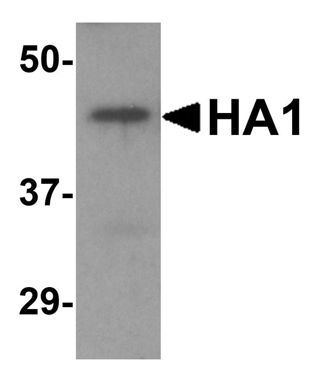 Avian Influenza HA Type 2 Antibody in Western Blot (WB)