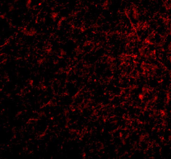 Nicastrin Antibody in Immunocytochemistry (ICC/IF)