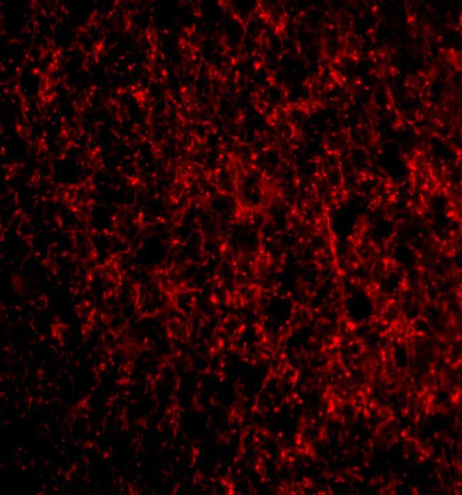 TMP21 Antibody in Immunocytochemistry (ICC/IF)