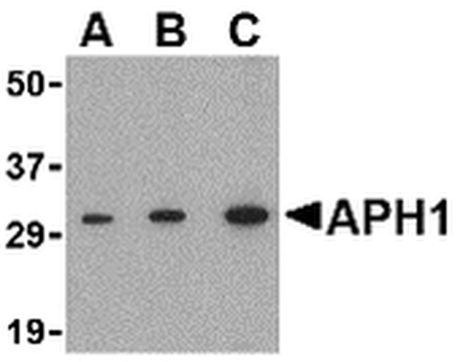 APH1 Antibody in Western Blot (WB)