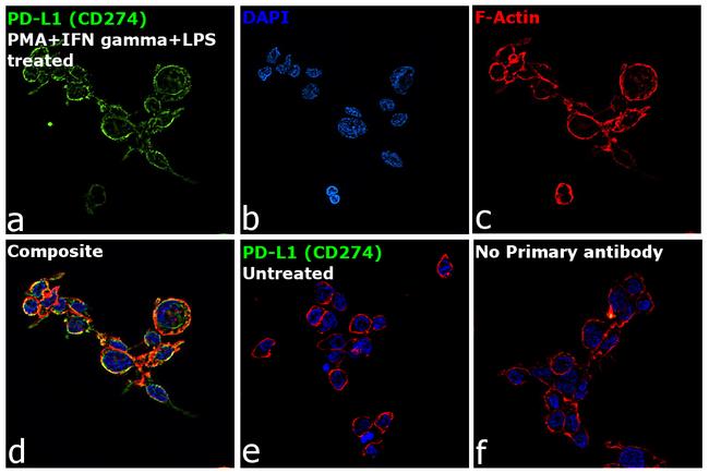 PD-L1 Antibody in Immunocytochemistry (ICC/IF)