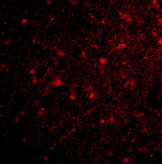 HAP1 Antibody in Immunocytochemistry (ICC/IF)