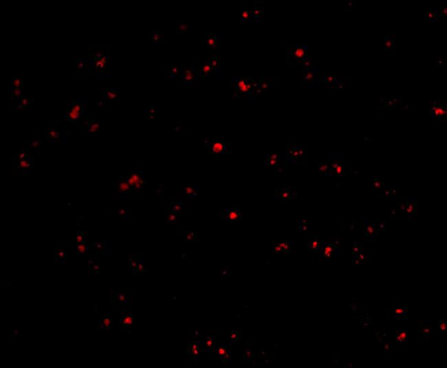 IFN beta Antibody in Immunocytochemistry (ICC/IF)