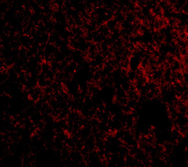 IEX-1 Antibody in Immunocytochemistry (ICC/IF)