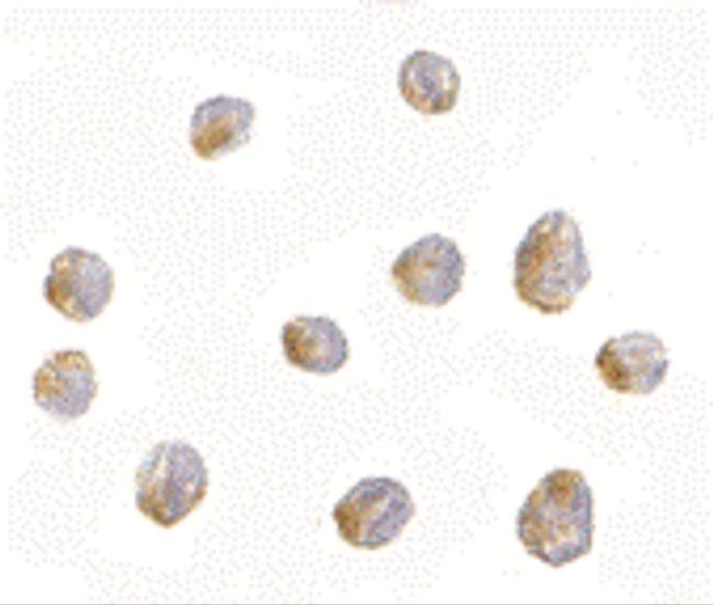 LIS1 Antibody in Immunocytochemistry (ICC/IF)