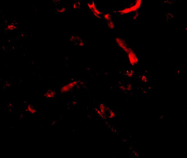 Syntaphilin Antibody in Immunocytochemistry (ICC/IF)