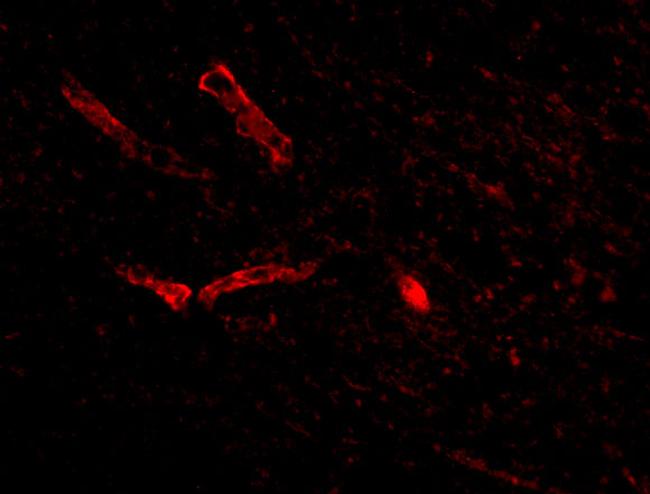 Syntaphilin Antibody in Immunocytochemistry (ICC/IF)