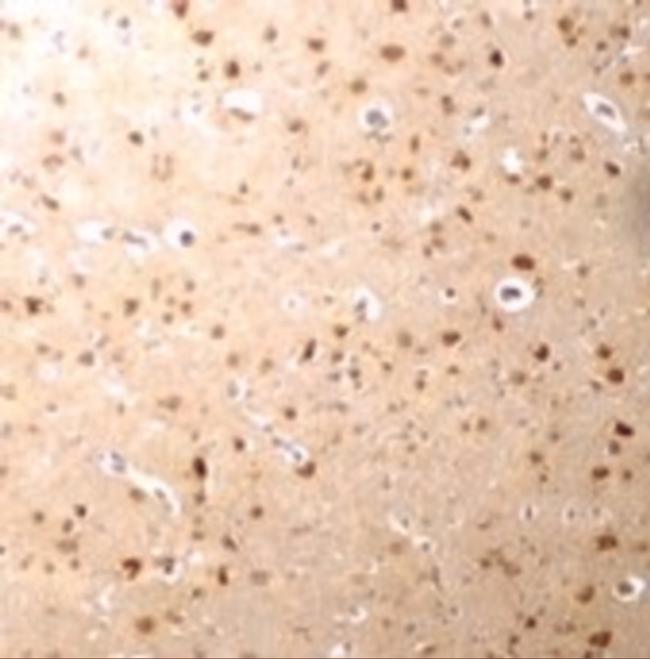 NANOS3 Antibody in Immunohistochemistry (IHC)