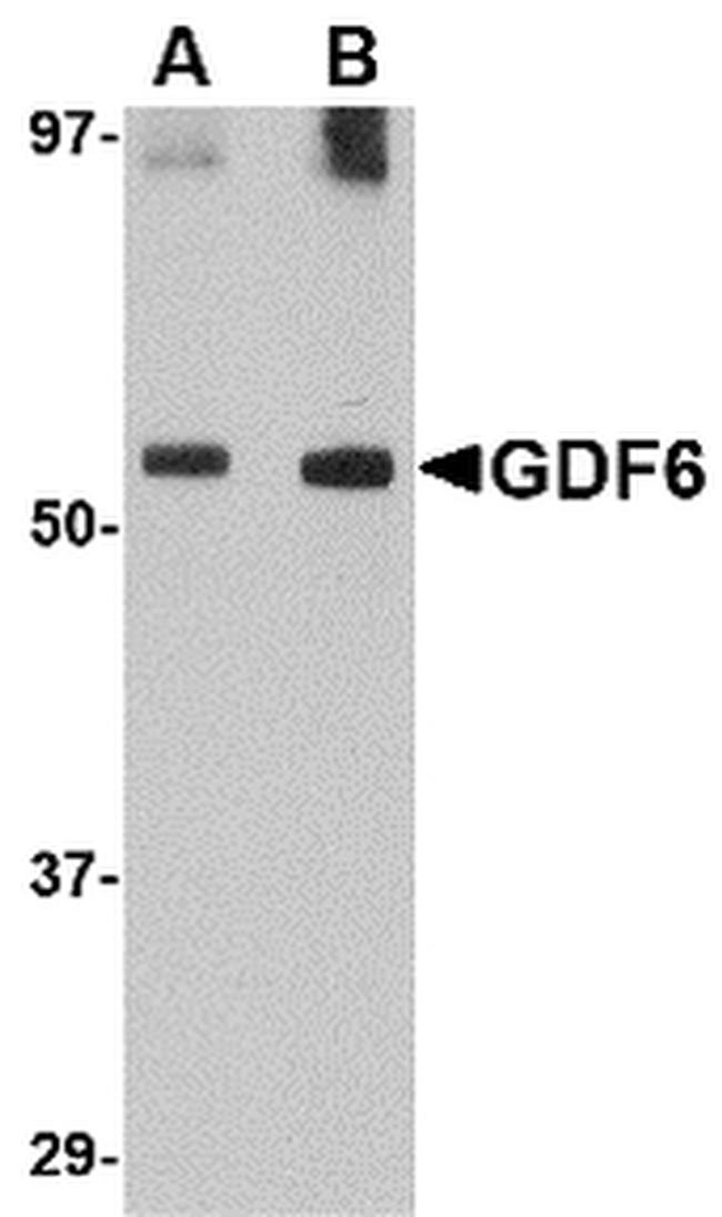 GDF6 Antibody in Western Blot (WB)