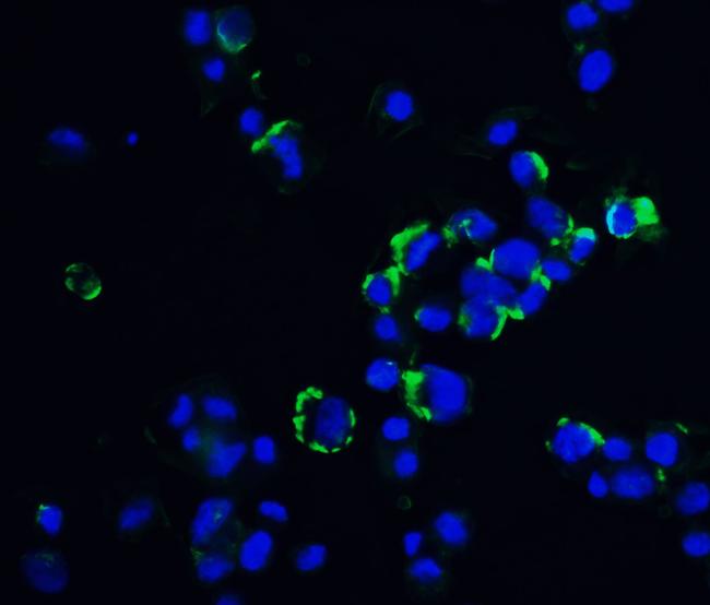 OVGP1 Antibody in Immunocytochemistry (ICC/IF)