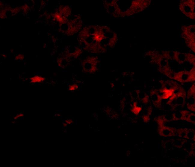 OTUD5 Antibody in Immunocytochemistry (ICC/IF)