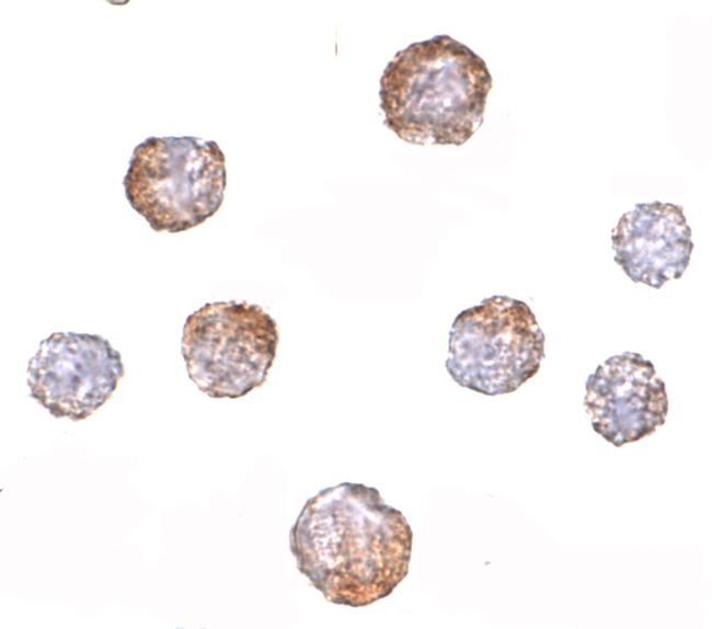 CUEDC2 Antibody in Immunocytochemistry (ICC/IF)