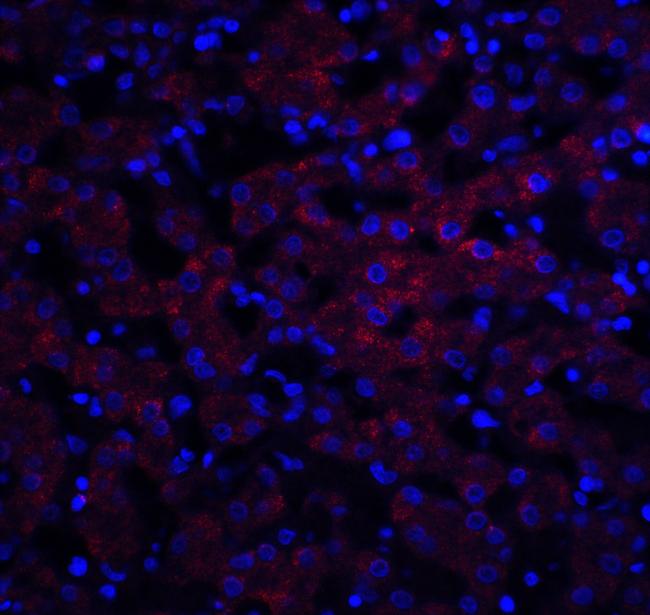 Occludin Antibody in Immunohistochemistry (IHC)