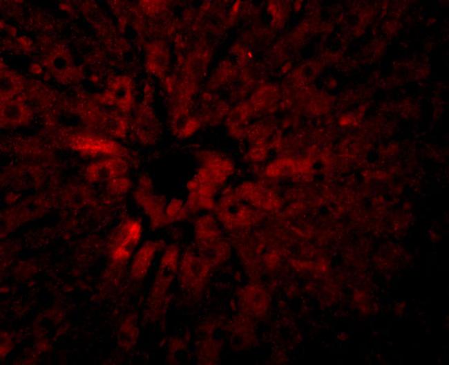 JMJD5 Antibody in Immunocytochemistry (ICC/IF)