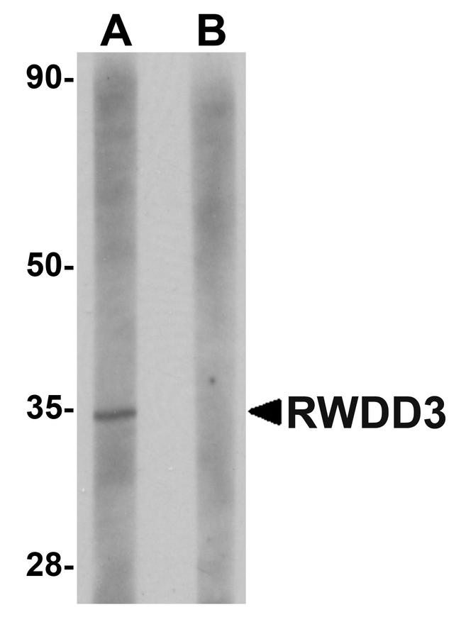 RWDD3 Antibody in Western Blot (WB)