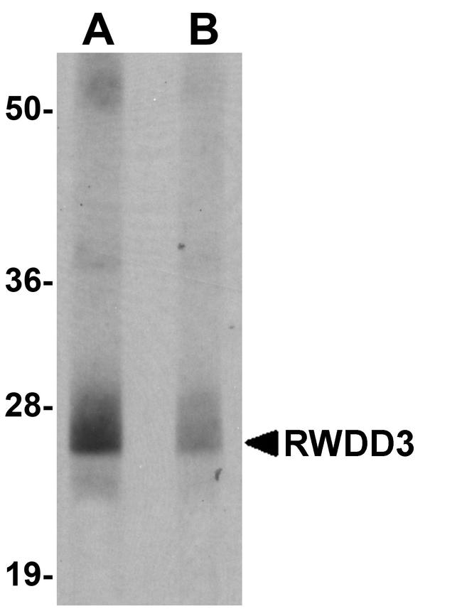 RWDD3 Antibody in Western Blot (WB)