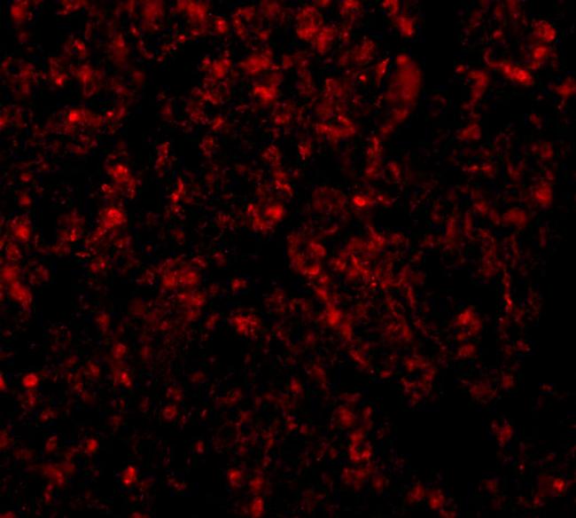 GOLPH3 Antibody in Immunocytochemistry (ICC/IF)