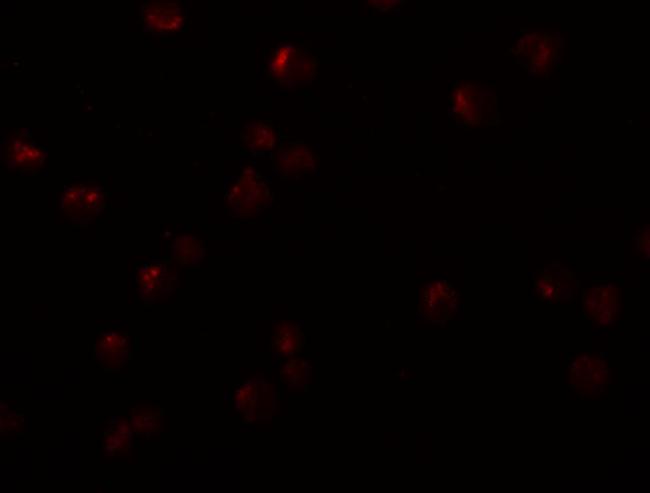 OCIAD2 Antibody in Immunocytochemistry (ICC/IF)