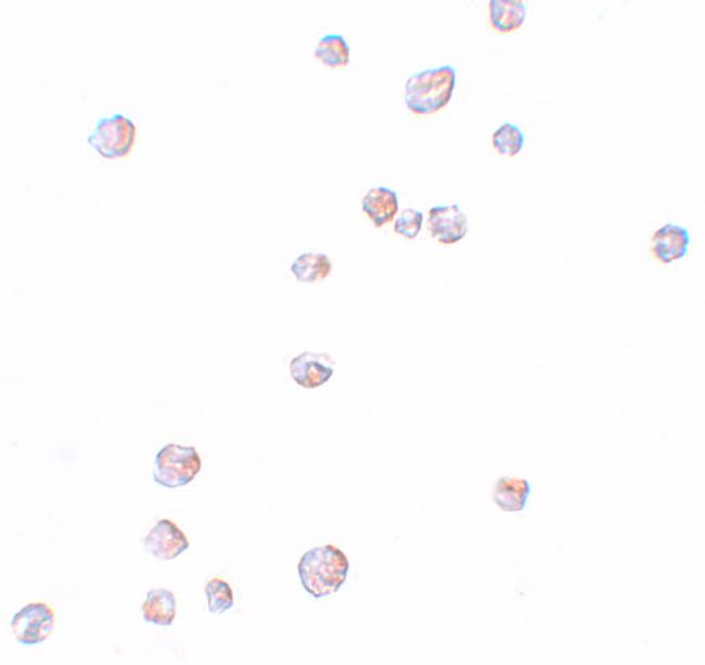 CHORDC1 Antibody in Immunocytochemistry (ICC/IF)