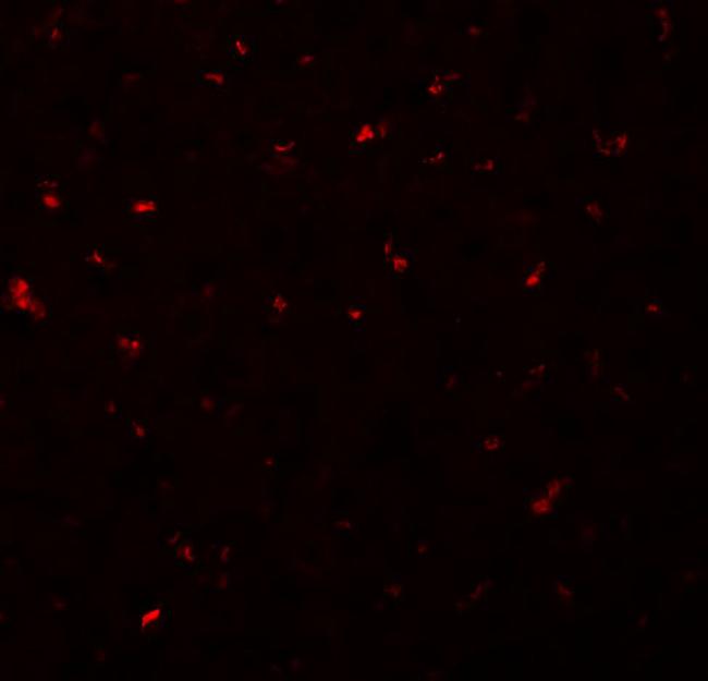 CALHM1 Antibody in Immunocytochemistry (ICC/IF)