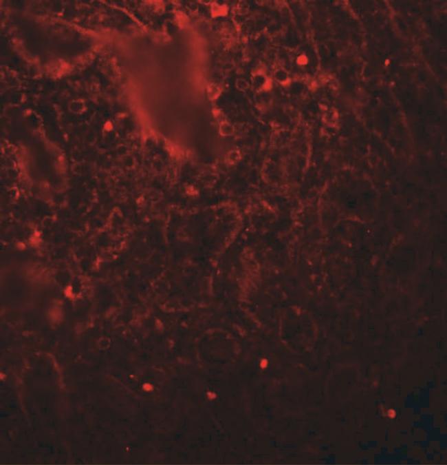 LIN28A Antibody in Immunohistochemistry (IHC)