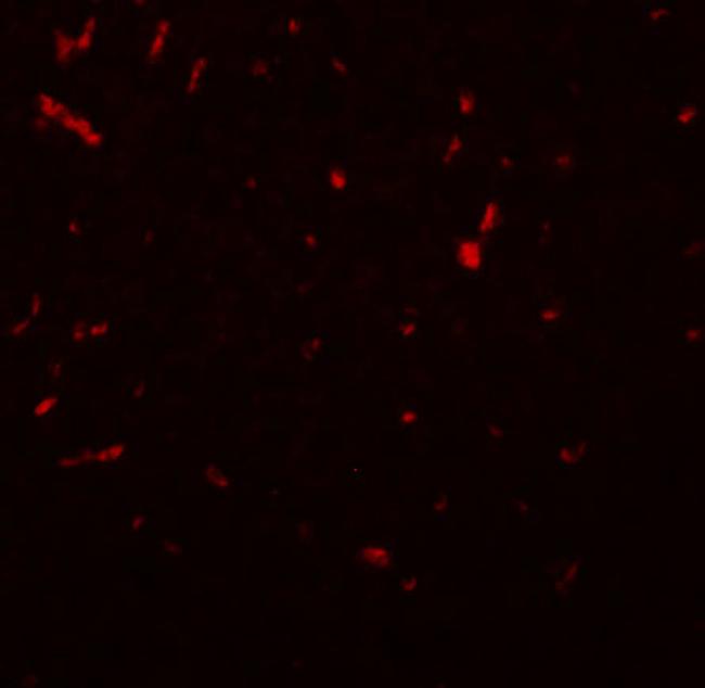 SIRT1 Antibody in Immunohistochemistry (IHC)