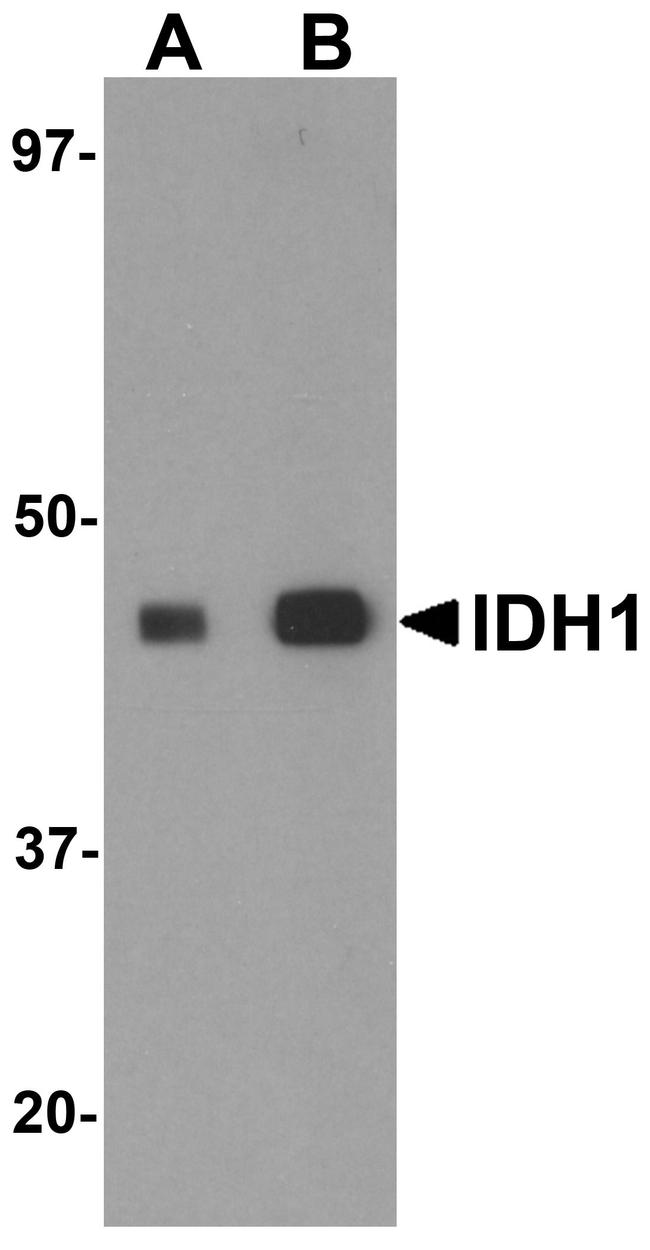 IDH1 Antibody in Western Blot (WB)