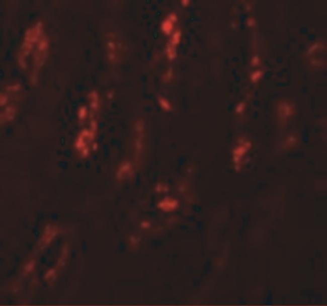 SCRN1 Antibody in Immunocytochemistry (ICC/IF)