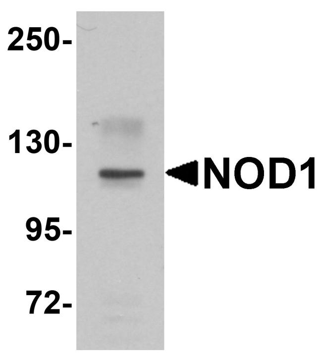 NOD1 Antibody in Western Blot (WB)