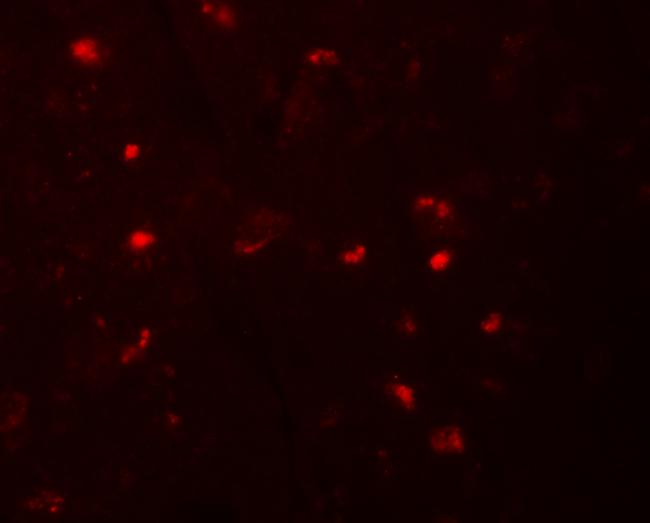 NLRP6 Antibody in Immunohistochemistry (IHC)