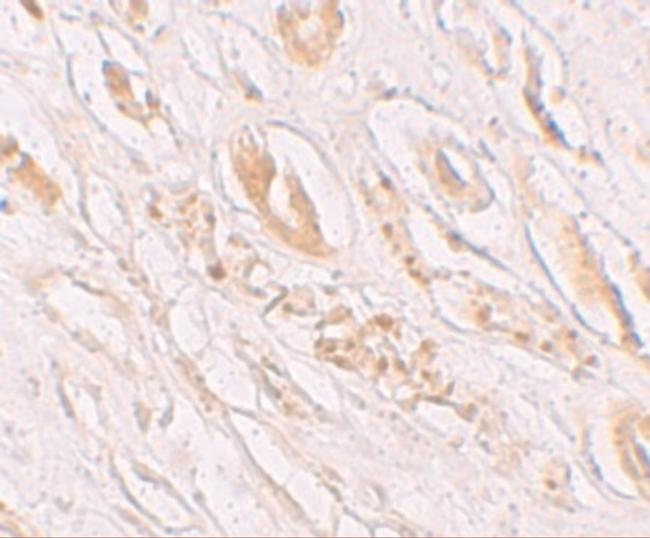 TMEM59 Antibody in Immunohistochemistry (IHC)