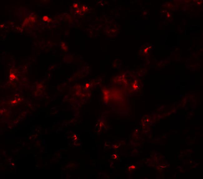 AXIN2 Antibody in Immunocytochemistry (ICC/IF)