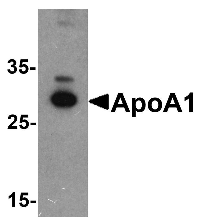 ApoA1 Antibody in Western Blot (WB)