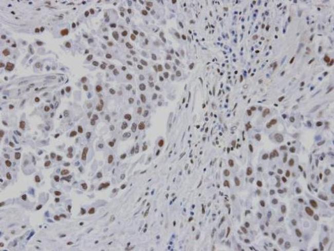 RPA14 Antibody in Immunohistochemistry (Paraffin) (IHC (P))