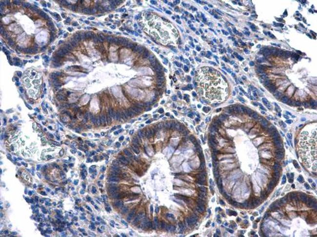 KAO Antibody in Immunohistochemistry (Paraffin) (IHC (P))