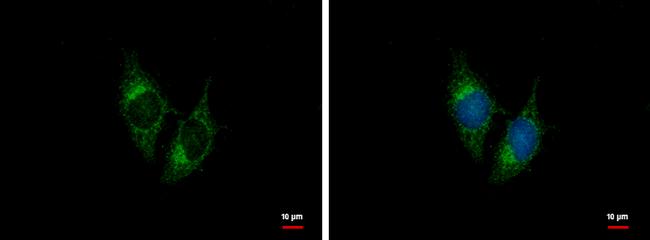 BNP Antibody in Immunocytochemistry (ICC/IF)