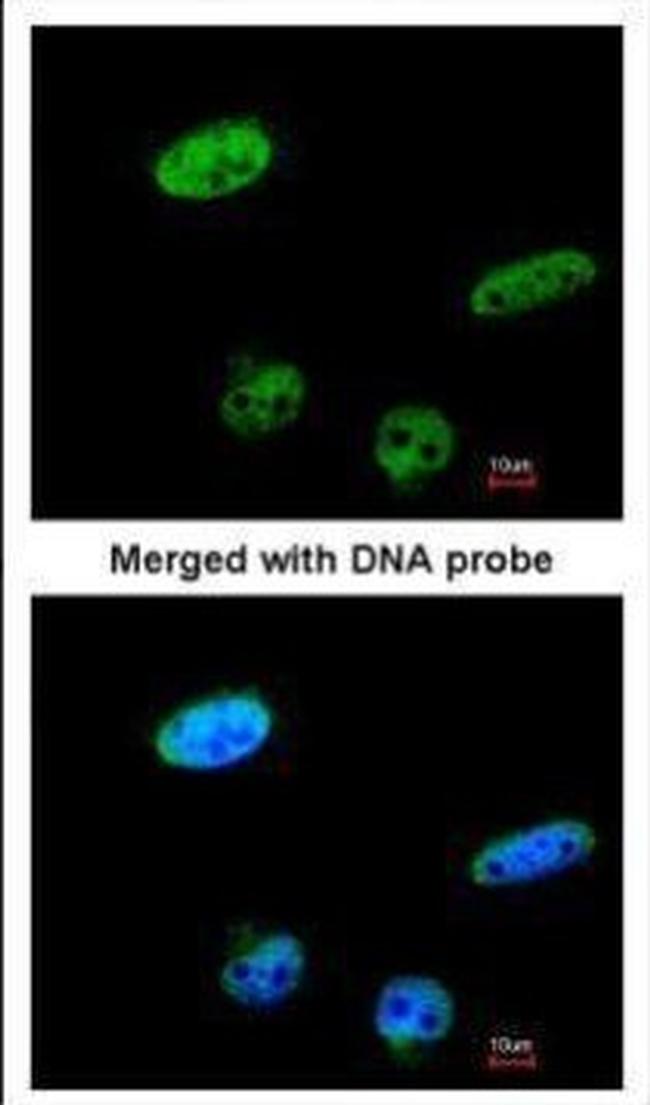 RASSF1 Antibody in Immunocytochemistry (ICC/IF)