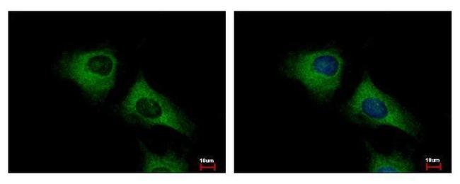 SCARA3 Antibody in Immunocytochemistry (ICC/IF)