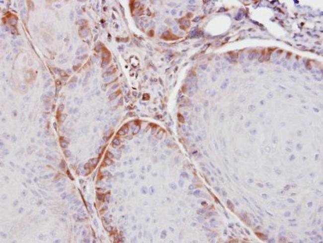 ASS1 Antibody in Immunohistochemistry (Paraffin) (IHC (P))