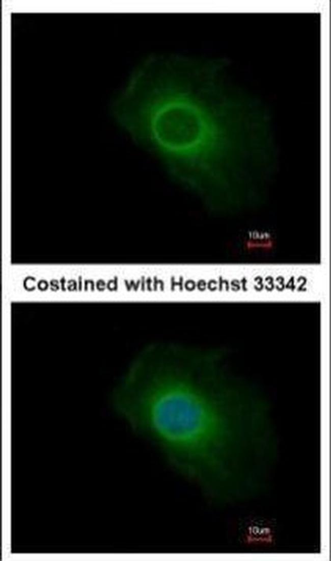 SERP1 Antibody in Immunocytochemistry (ICC/IF)