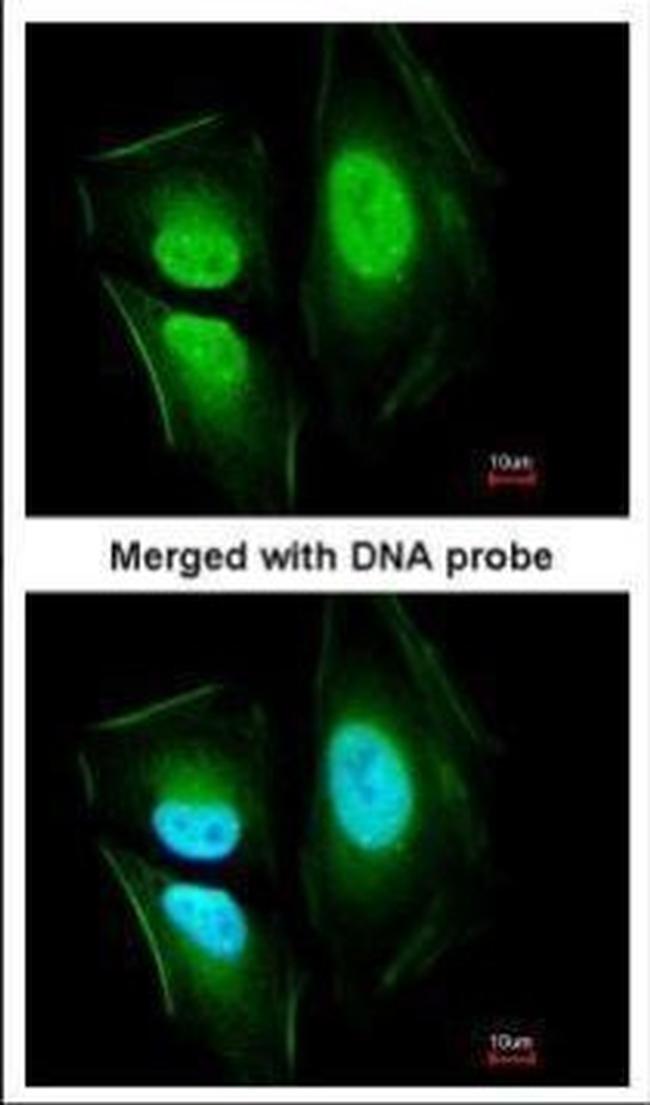 EFCAB14 Antibody in Immunocytochemistry (ICC/IF)