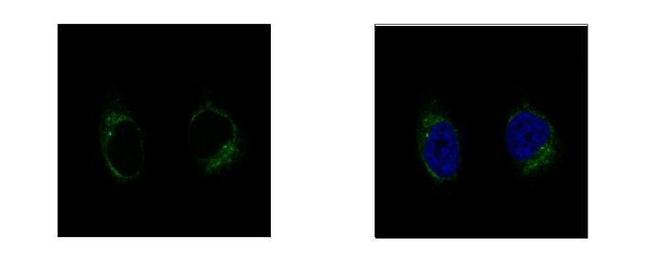 GCP2 Antibody in Immunocytochemistry (ICC/IF)