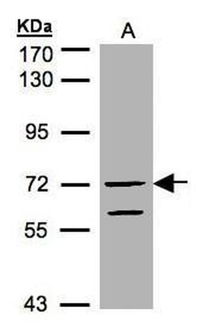 RAPGEF5 Antibody in Western Blot (WB)