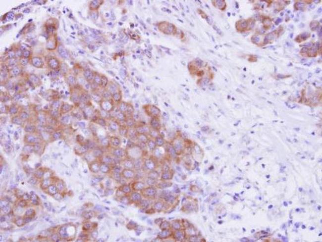 MPP3 Antibody in Immunohistochemistry (Paraffin) (IHC (P))