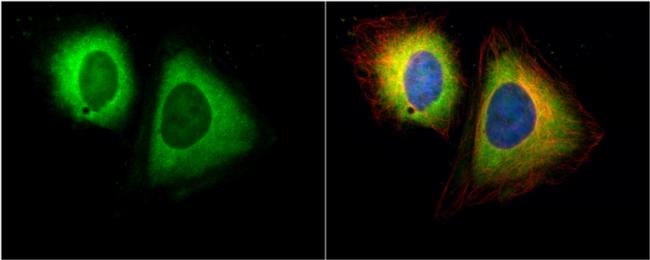 RANBP1 Antibody in Immunocytochemistry (ICC/IF)