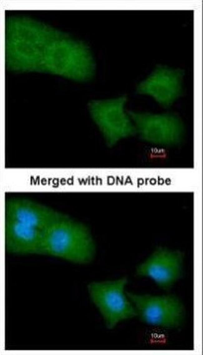 RhoGAP4 Antibody in Immunocytochemistry (ICC/IF)